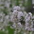 Lavandula angustifolia 'Jean Davis' -- Lavendel